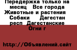 Передержка только на месяц - Все города Животные и растения » Собаки   . Дагестан респ.,Дагестанские Огни г.